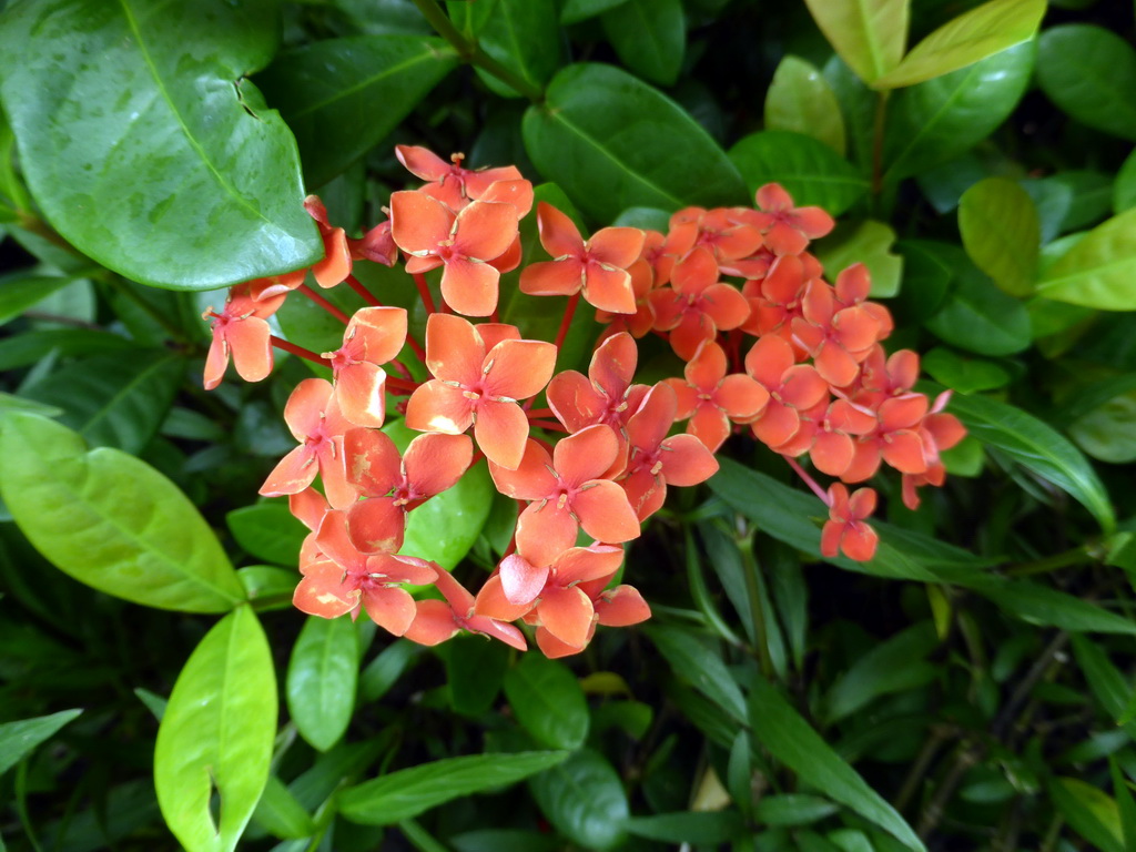 Pink flowers in the garden of the InterContinental Sanya Haitang Bay Resort