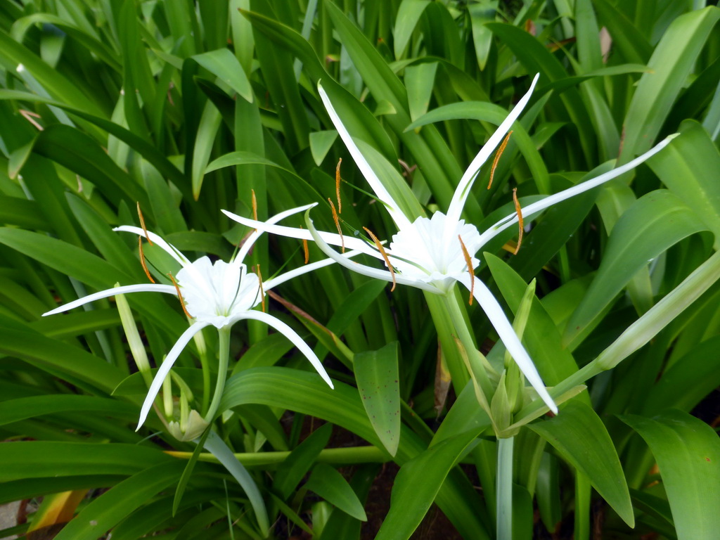 White flowers in the garden of the InterContinental Sanya Haitang Bay Resort