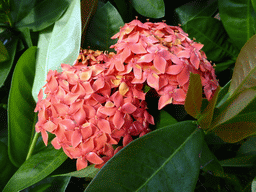 Pink flowers in the garden of the InterContinental Sanya Haitang Bay Resort