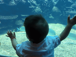 Max in front of the aquarium with fish at the Aqua restaurant at the InterContinental Sanya Haitang Bay Resort