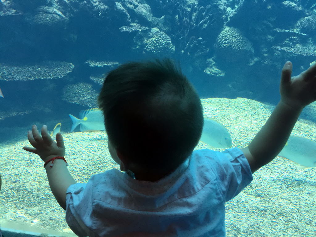 Max in front of the aquarium with fish at the Aqua restaurant at the InterContinental Sanya Haitang Bay Resort