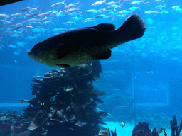 Aquarium with fish at the Aqua restaurant at the InterContinental Sanya Haitang Bay Resort