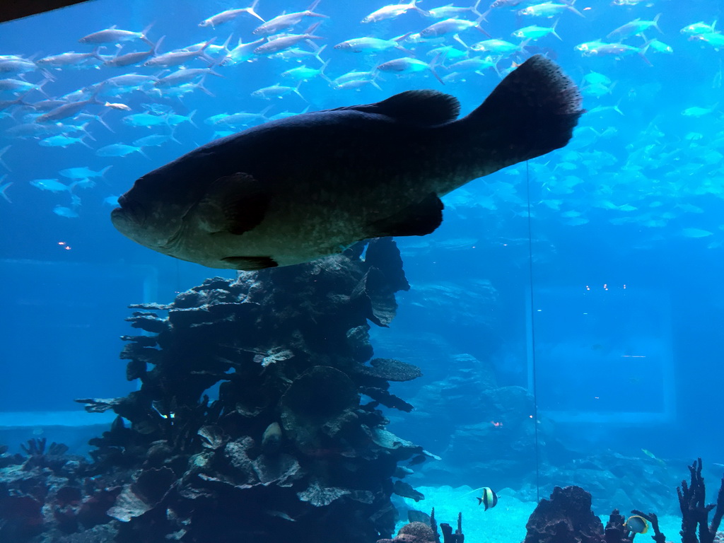 Aquarium with fish at the Aqua restaurant at the InterContinental Sanya Haitang Bay Resort