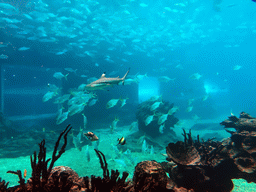Aquarium with shark and other fish at the Aqua restaurant at the InterContinental Sanya Haitang Bay Resort