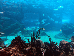 Aquarium with fish at the Aqua restaurant at the InterContinental Sanya Haitang Bay Resort