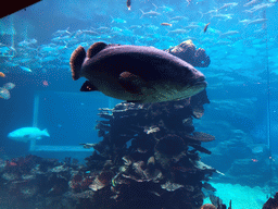 Aquarium with fish at the Aqua restaurant at the InterContinental Sanya Haitang Bay Resort