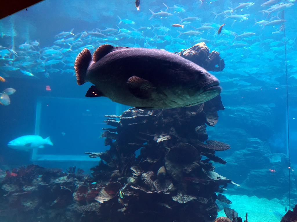 Aquarium with fish at the Aqua restaurant at the InterContinental Sanya Haitang Bay Resort