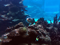 Aquarium with fish at the Aqua restaurant at the InterContinental Sanya Haitang Bay Resort