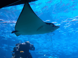 Aquarium with stingray and fish at the Aqua restaurant at the InterContinental Sanya Haitang Bay Resort