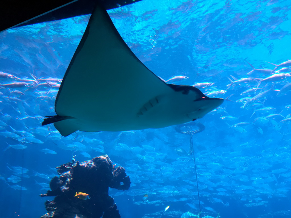 Aquarium with stingray and fish at the Aqua restaurant at the InterContinental Sanya Haitang Bay Resort