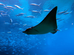 Aquarium with stingray and fish at the Aqua restaurant at the InterContinental Sanya Haitang Bay Resort