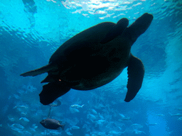 Aquarium with turtle and fish at the Aqua restaurant at the InterContinental Sanya Haitang Bay Resort