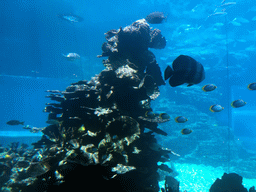 Aquarium with fish at the Aqua restaurant at the InterContinental Sanya Haitang Bay Resort