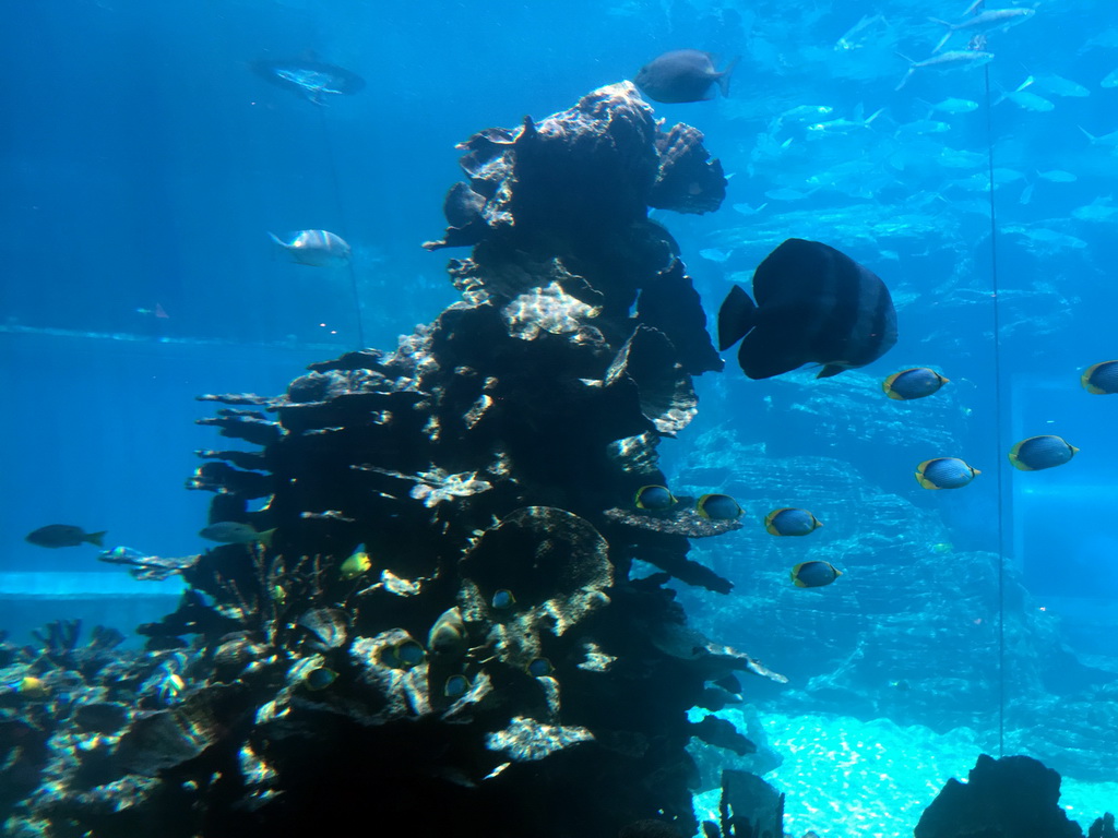 Aquarium with fish at the Aqua restaurant at the InterContinental Sanya Haitang Bay Resort