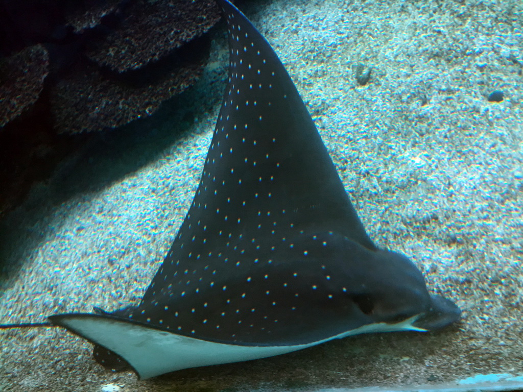 Aquarium with a stingray at the Aqua restaurant at the InterContinental Sanya Haitang Bay Resort