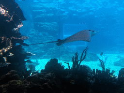 Aquarium with a stingray and fish at the Aqua restaurant at the InterContinental Sanya Haitang Bay Resort