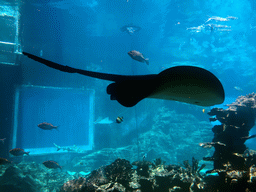 Aquarium with a stingray and fish at the Aqua restaurant at the InterContinental Sanya Haitang Bay Resort