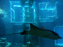 Aquarium with stingrays and a cage at the Aqua restaurant at the InterContinental Sanya Haitang Bay Resort