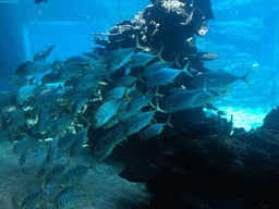 Aquarium with a school of fish at the Aqua restaurant at the InterContinental Sanya Haitang Bay Resort