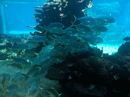 Aquarium with a school of fish at the Aqua restaurant at the InterContinental Sanya Haitang Bay Resort