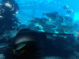 Aquarium with a stingray and a school of fish at the Aqua restaurant at the InterContinental Sanya Haitang Bay Resort