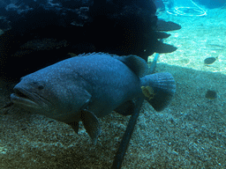 Aquarium with fish at the Aqua restaurant at the InterContinental Sanya Haitang Bay Resort