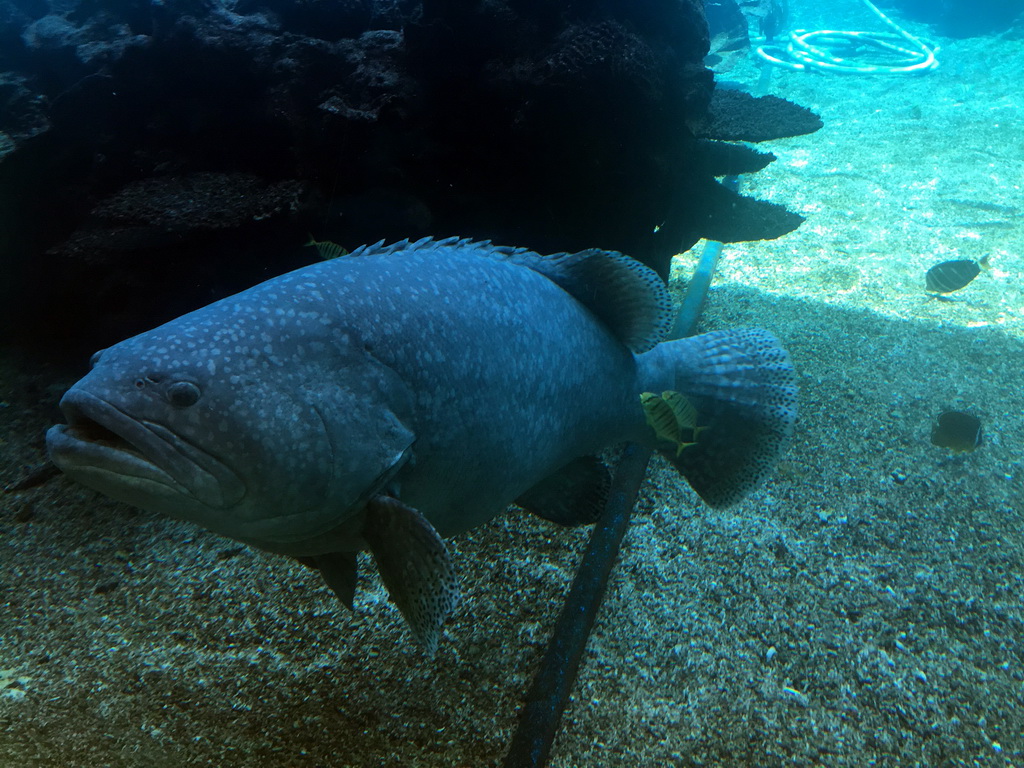 Aquarium with fish at the Aqua restaurant at the InterContinental Sanya Haitang Bay Resort