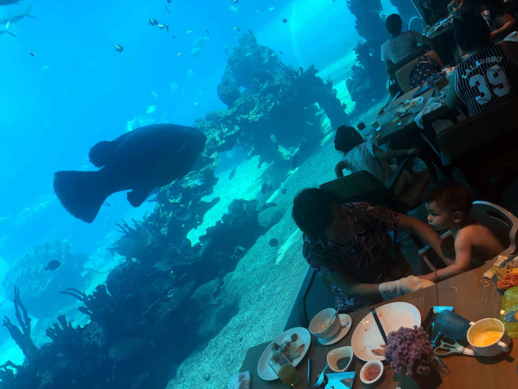 Max and Miaomiao`s mother in front of the aquarium with fish at the Aqua restaurant at the InterContinental Sanya Haitang Bay Resort