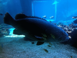 Aquarium with fish at the Aqua restaurant at the InterContinental Sanya Haitang Bay Resort