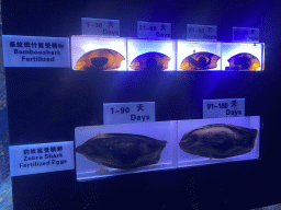 sanya_4_070 - 169 kb - 1024x768 -