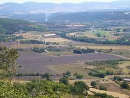 Lavender fields near Sault in the Provence