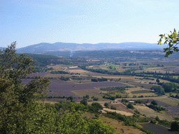 Lavender fields near Sault in the Provence