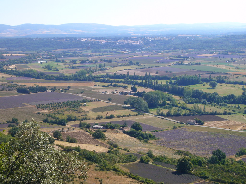 Lavender fields near Sault in the Provence