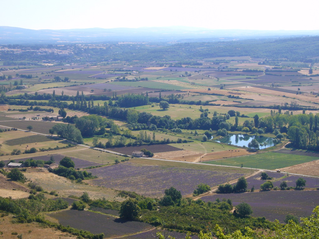 Lavender fields near Sault in the Provence