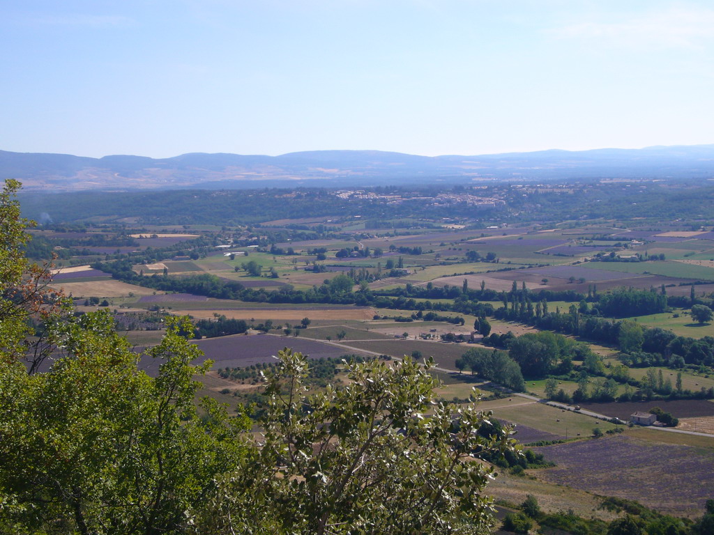 Lavender fields near Sault in the Provence