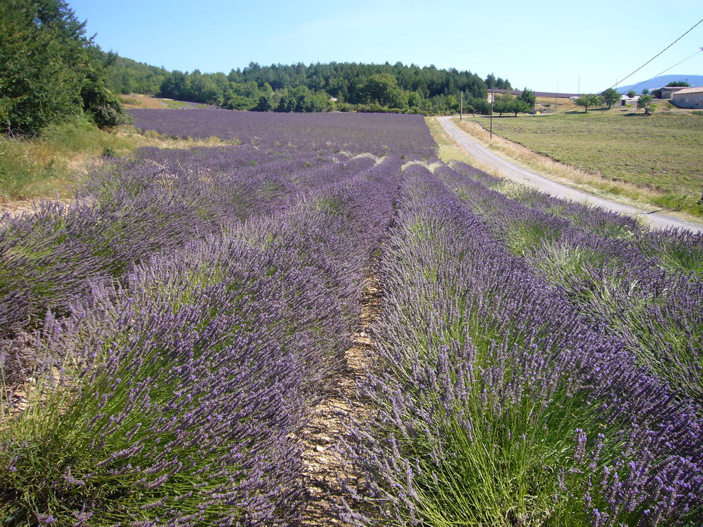 Lavender field