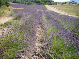 Lavender field