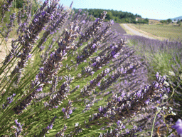 Lavender flowers