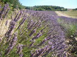 Lavender flowers