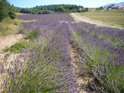 Lavender field