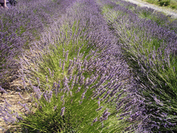 Lavender field