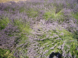 Lavender flowers