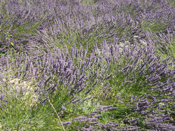 Lavender flowers