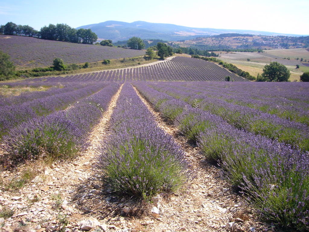 Lavender field