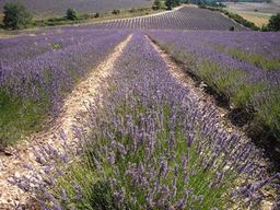 Lavender field