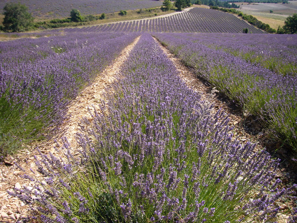 Lavender field