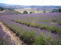 Lavender field