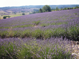 Lavender field