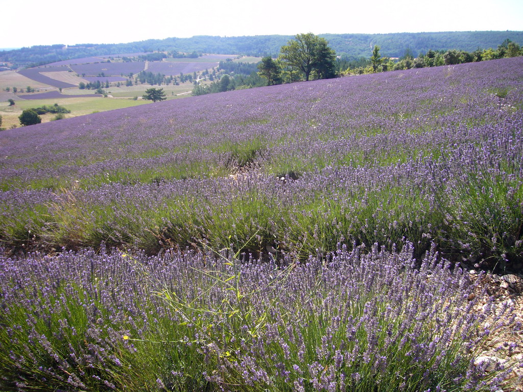 Lavender field