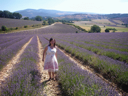 Miaomiao in a Lavender field